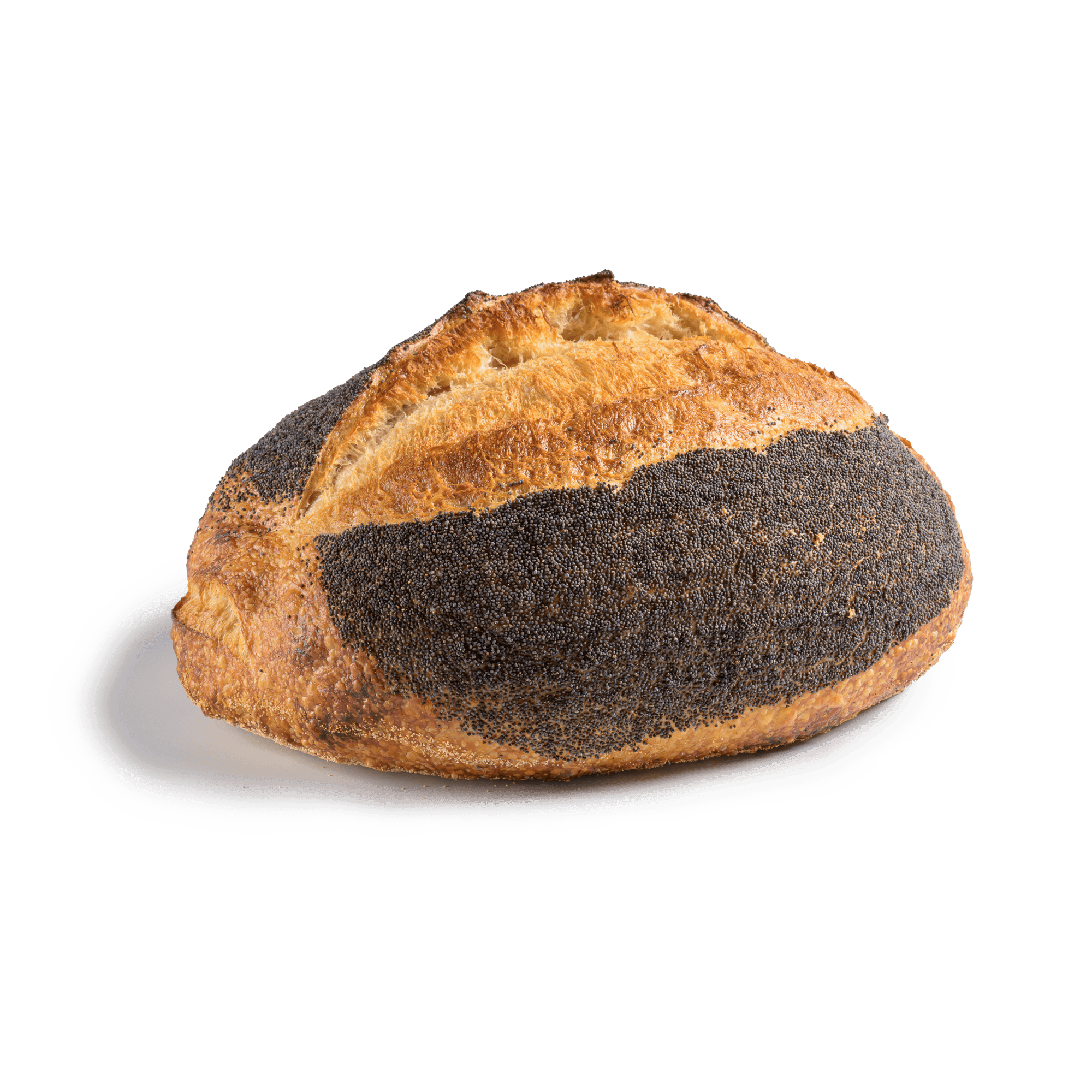 French poppy