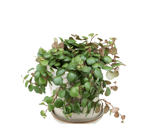 Radiatorplante , Peperomia pepperspot, Ø12 cm potte