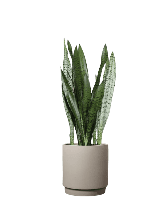 Sansevieria 'Black Coral'
